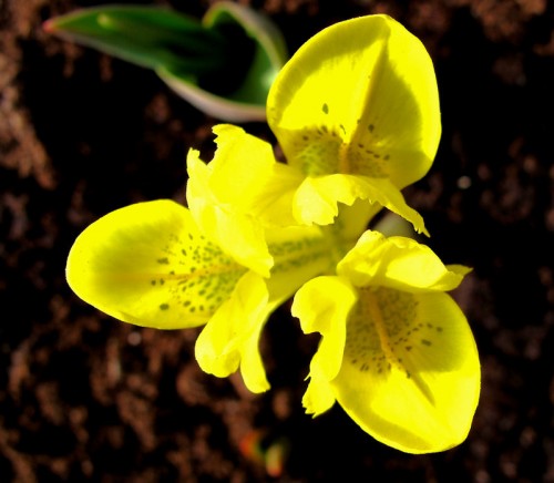 Iris reticulata Danfordiae 