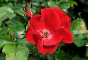 Robusta er en enkel rose som ofte fremdeles blomstrer i oktober