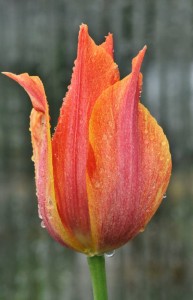 Tulipa "El Nino"